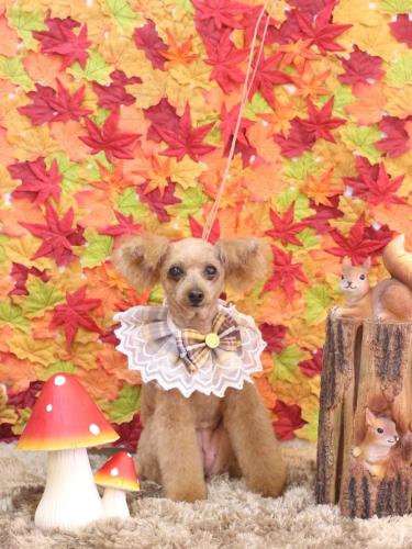 20241103ももちゃん